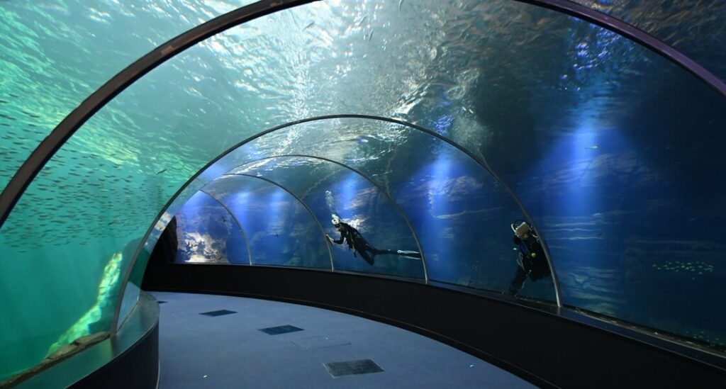 L’aquarium de Nausicaá plongée immersive au cœur du plus grand aquarium d’Europe